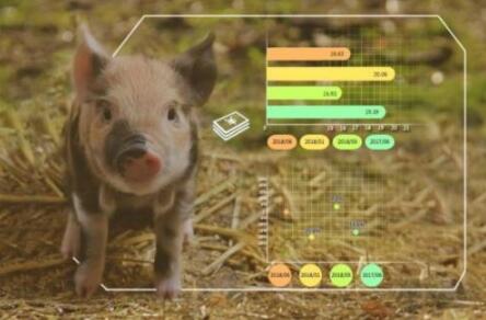 华为推“智慧养猪”，科技巨头为何爱养猪？